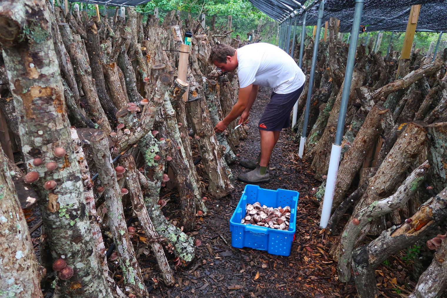 Sustainable Mushroom Farming