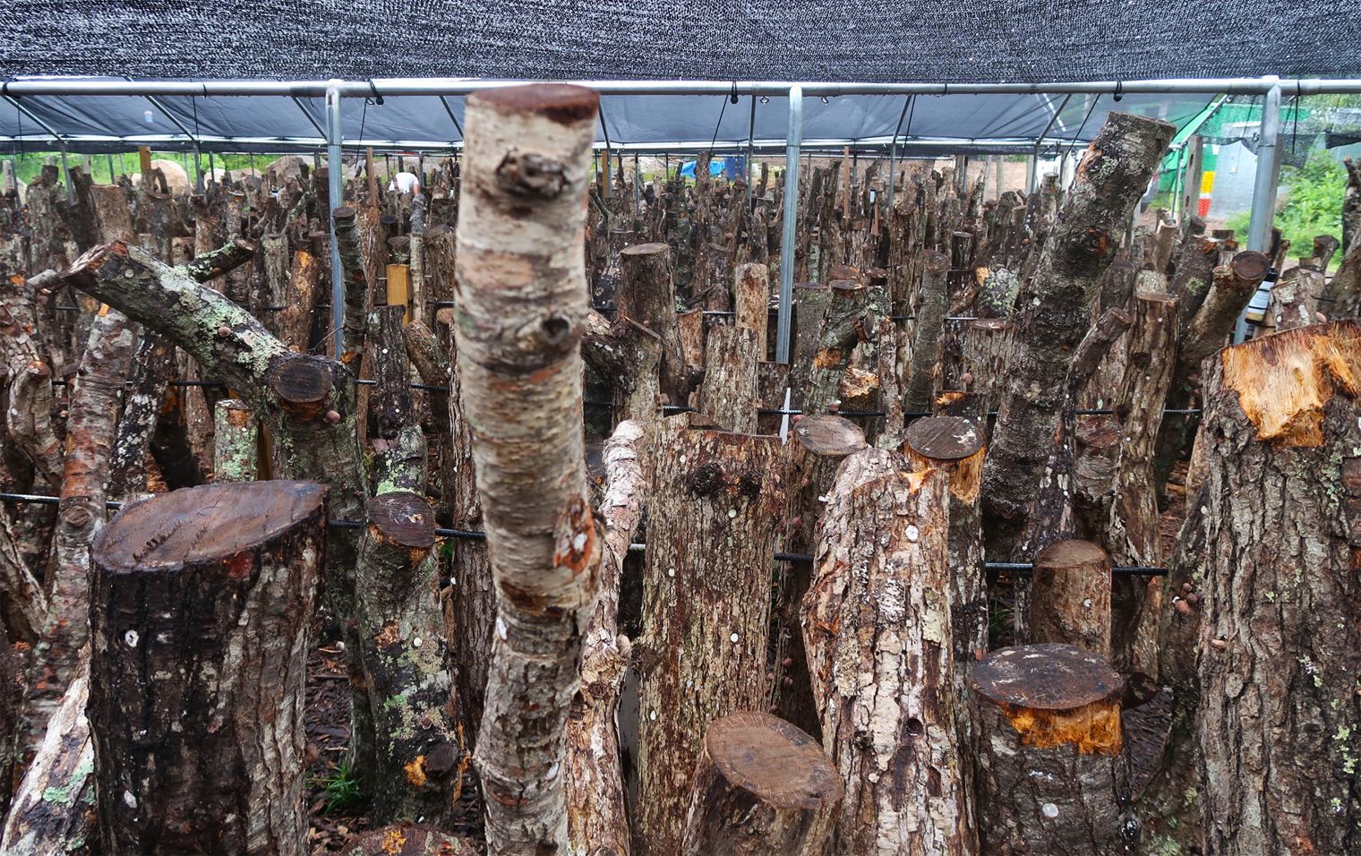 Sustainable Mushroom Farming