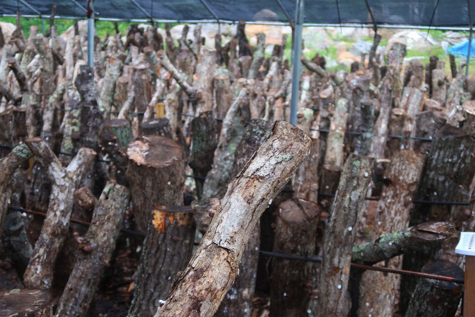 Sustainable Mushroom Farming